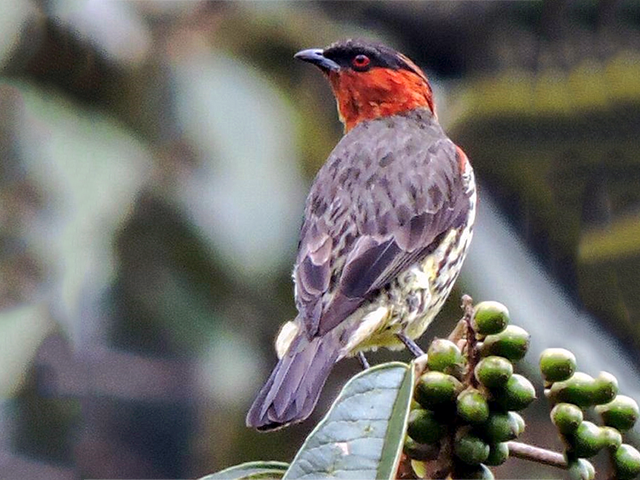 Chestnut-crested Cotinga by Luis Uruena